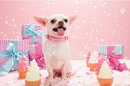 Comment organiser une dog party pour son chien ?